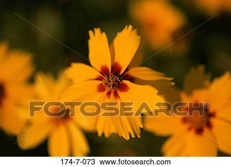 Coreopsis, Blossoming, Bloom, Outdoors, Fresh, Closeup, Flower View Large Photo Image Stock Image - Coreopsis, Blossoming, Bloom, Outdoors, Fresh, Closeup, Flower. Fotosearch
