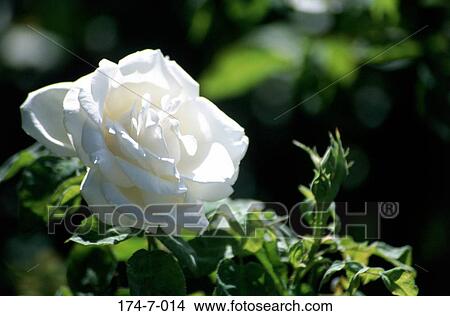 Picture - Floral, Blooming, Close, Rose, Bloom, Blossom, Garden. Fotosearch