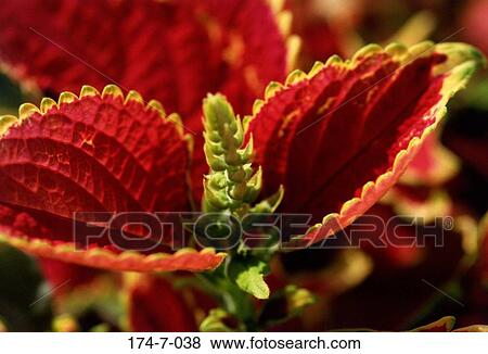 Floral, Close, Bloom, Flower, Nature, Fresh, Red View Large Photo Image Stock Photo - Floral, Close, Bloom, Flower, Nature, Fresh, Red. Fotosearch