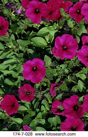 Floral, Fresh, Perennial, Botanical, Flowers, Purple, Blossom View Large Photo Image Stock Photo - Floral, Fresh, Perennial, Botanical, Flowers, Purple, Blossom. Fotosearch