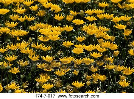 Floral, Spring, Blooming, Blossoming, Botanical, Bloom, Flowers View Large Photo Image Stock Photo - Floral, Spring, Blooming, Blossoming, Botanical, Bloom, Flowers. Fotosearch