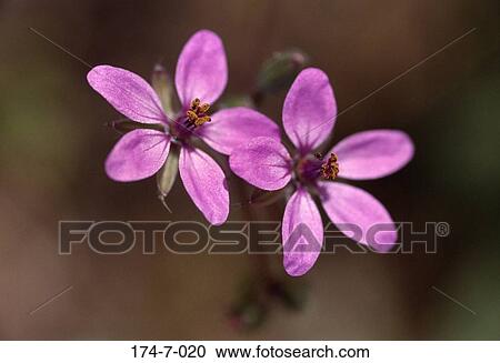 Floral, Up, Outdoors, Botanical, Spring, Fresh, Closeup View Large Photo Image Stock Image - Floral, Up, Outdoors, Botanical, Spring, Fresh, Closeup. Fotosearch