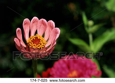 Flower, Bloom, Blossoming, Flowers, Close, Closeup, Outdoors View Large Photo Image Stock Photography - Flower, Bloom, Blossoming, Flowers, Close, Closeup, Outdoors. Fotosearch