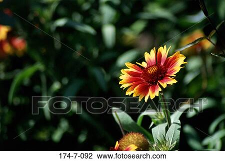 Stock Image - Flower, Blossom, Red, Flowers, Spring, Yellow, Nature. Fotosearch