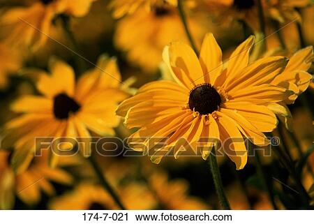 Flower, Close-up, Yellow, Botanical, Blossom, Bloom, Spring View Large Photo Image Stock Image - Flower, Close-up, Yellow, Botanical, Blossom, Bloom, Spring. Fotosearch