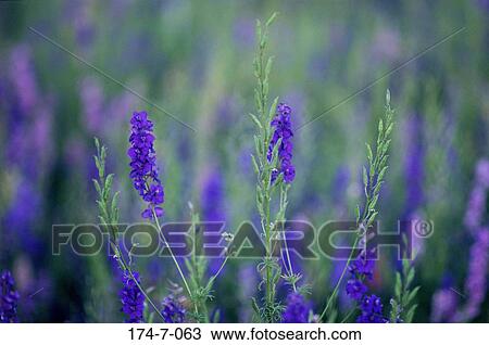 Flower, Nature, Spring, Larkspur, Delphinium, Blossom, Botanical View Large Photo Image Stock Image - Flower, Nature, Spring, Larkspur, Delphinium, Blossom, Botanical. Fotosearch