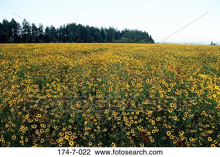 Stock Image - Flower, Outdoors, Flowers, Blossoming, Yellow, Wild, Fresh. Fotosearch