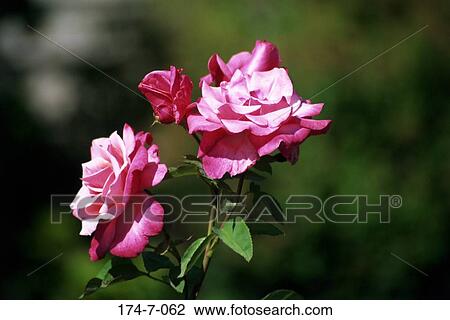 Flower, Outdoors, Fresh, Blooming, Close-up, Pink, Closeup View Large Photo Image Stock Image - Flower, Outdoors, Fresh, Blooming, Close-up, Pink, Closeup. Fotosearch