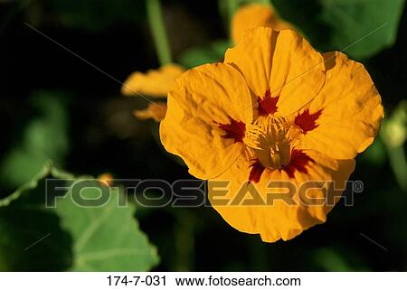 Stock Image - Flower, Up, Nature, Bloom, Outdoors, Close, Single. Fotosearch