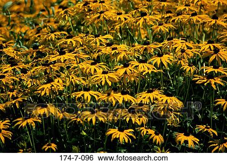Flowers, Bloom, Fresh, Yellow, Blooming, Nature, Wild View Large Photo Image Stock Photograph - Flowers, Bloom, Fresh, Yellow, Blooming, Nature, Wild. Fotosearch