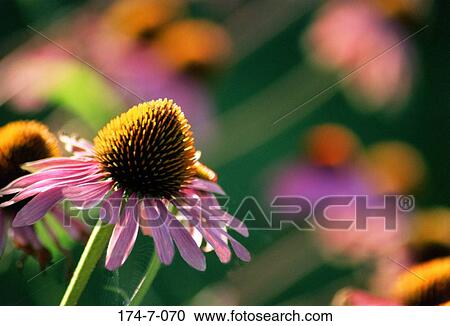 Stock Image - Flowers, Blooming, Blossoming, Bloom, Fresh, Botanical, Outdoors. Fotosearch