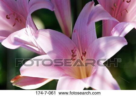 Flowers, Blossom, Pink, Spring, Flower, Outdoors, Close-up View Large Photo Image Stock Image - Flowers, Blossom, Pink, Spring, Flower, Outdoors, Close-up. Fotosearch