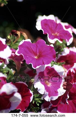 Stock Photography - Flowers, Bunch, Flower, Outdoors, Floral, Blossom, Blossoming. Fotosearch