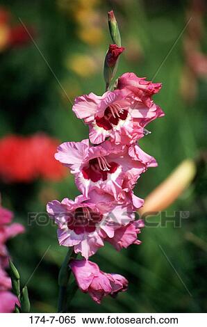 Flowers, Closeup, Blossoming, Bloom, Close, Outdoors, Flowers View Large Photo Image Stock Photography - Flowers, Closeup, Blossoming, Bloom, Close, Outdoors, Flowers. Fotosearch