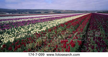 Flowers, Floral, Blossom, Blooming, Stock, Flower, Fresh View Large Photo Image Stock Photo - Flowers, Floral, Blossom, Blooming, Stock, Flower, Fresh. Fotosearch