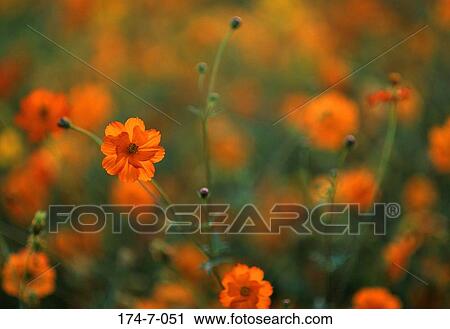 Stock Image - Flowers, Flowers, Floral, Nature, Outdoors, Wild, Cosmos. Fotosearch