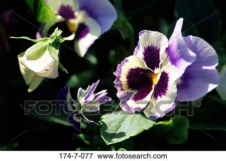 Flowers, Nature, Spring, Fresh, Bloom, Blooming, Floral View Large Photo Image Stock Photo - Flowers, Nature, Spring, Fresh, Bloom, Blooming, Floral. Fotosearch