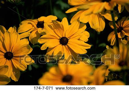 Flowers, Outdoors, Blooming, Nature, Blossoming, Botanical, Floral View Large Photo Image Stock Image - Flowers, Outdoors, Blooming, Nature, Blossoming, Botanical, Floral. Fotosearch