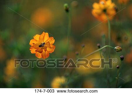 Flowers, Outdoors, Botanical, Yellow, Single, Cosmos, Close-up View Large Photo Image Stock Image - Flowers, Outdoors, Botanical, Yellow, Single, Cosmos, Close-up. Fotosearch