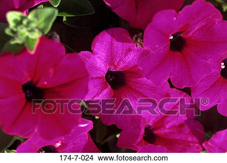 Flowers, Perennial, Blossom, Flowers, Botanical, Bloom, Pink View Large Photo Image Picture - Flowers, Perennial, Blossom, Flowers, Botanical, Bloom, Pink. Fotosearch
