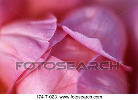 Flowers, Up, Fresh, Single, Nature, Blooming, Flower View Large Photo Image Stock Image - Flowers, Up, Fresh, Single, Nature, Blooming, Flower. Fotosearch