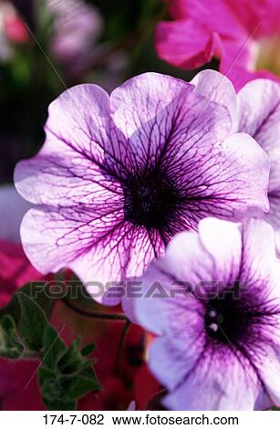 Stock Foto - frühling, blumen-, draußen, bluehende, natur, blumen ... Stock Foto - frühling, blumen-, draußen, bluehende, natur, blumen ...