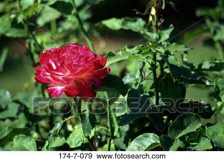 Fresh, Blossom, Bloom, Botanical, Flower, Blossoming, Nature View Large Photo Image Stock Photo - Fresh, Blossom, Bloom, Botanical, Flower, Blossoming, Nature. Fotosearch