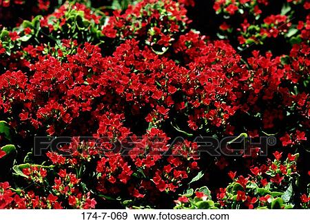 Fresh, Bunch, Flowers, Blossom, Bloom, Outdoors, Nature View Large Photo Image Stock Photo - Fresh, Bunch, Flowers, Blossom, Bloom, Outdoors, Nature. Fotosearch