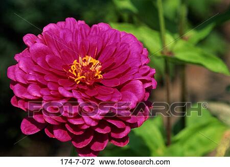 Fresh, Close, Flowers, Flower, Blossoming, Blossom, Bloom View Large Photo Image Stock Image - Fresh, Close, Flowers, Flower, Blossoming, Blossom, Bloom. Fotosearch