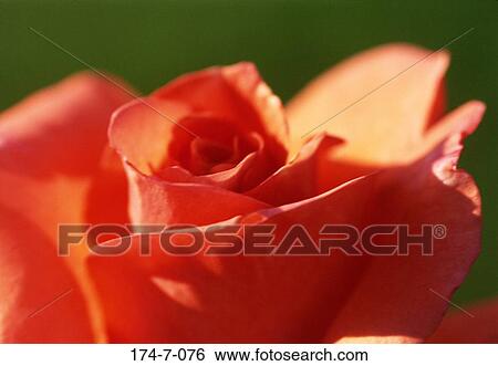Fresh, Flower, Bloom, Flowers, Flower, Botanical, Closeup View Large Photo Image Stock Photograph - Fresh, Flower, Bloom, Flowers, Flower, Botanical, Closeup. Fotosearch