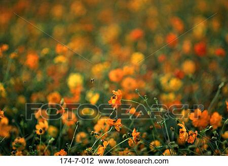 Stock Image - Fresh, Flowers, Bloom, Botanical, Cosmos, Close, Spring. Fotosearch
