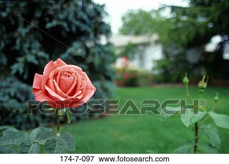 Fresh, Flowers, Flower, Botanical, Floral, Spring, Flowers View Large Photo Image Stock Photo - Fresh, Flowers, Flower, Botanical, Floral, Spring, Flowers. Fotosearch