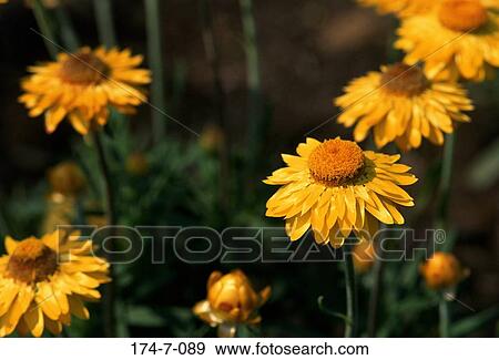 Fresh, Nature, Bloom, Blooming, Spring, Daisy, Blossom View Large Photo Image Stock Photo - Fresh, Nature, Bloom, Blooming, Spring, Daisy, Blossom. Fotosearch