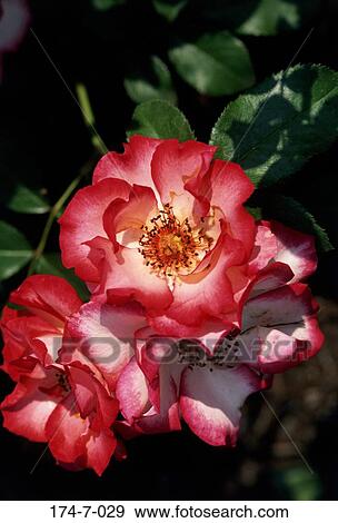 Fresh, Up, Nature, Botanical, Close, Flowers, Spring View Large Photo Image Stock Photo - Fresh, Up, Nature, Botanical, Close, Flowers, Spring. Fotosearch