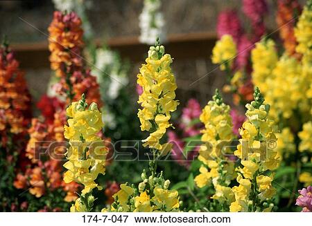 Stock Photo - Garden, Flower, Flowers, Botanical, Perennial, Fresh, Outdoors. Fotosearch