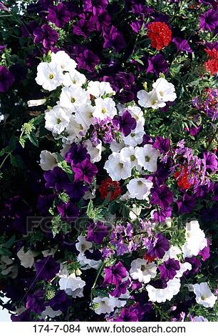 Garden, Flowers, Spring, Botanical, Blooming, Outdoors, Nature View Large Photo Image Picture - Garden, Flowers, Spring, Botanical, Blooming, Outdoors, Nature. Fotosearch