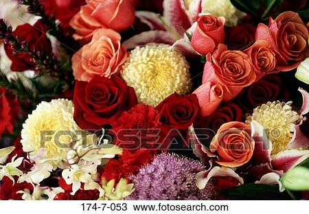 Mum, Flowers, Outdoors, Boquet, Spring, Fresh, Blooming View Large Photo Image Stock Image - Mum, Flowers, Outdoors, Boquet, Spring, Fresh, Blooming. Fotosearch