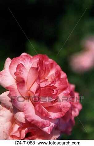 Stock Photo - Nature, Flowers, Spring, Pink, Flowers, Blossoming, Flower. Fotosearch