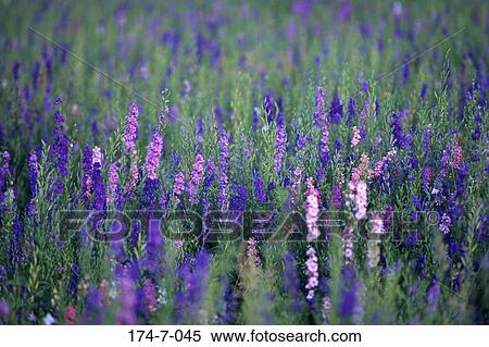 Stock Photography - Nature, Meadow, Wild, Fresh, Flowers, Blooming, Flower. Fotosearch