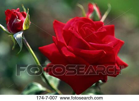 Stock Photo - Outdoors, Floral, Rose, Flower, Blooming, Botanical, Blossoming. Fotosearch