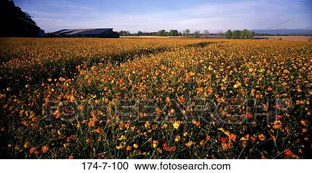 Stock Image - Outdoors, Spring, Blooming, Nature, Flower, Annual, Cosmos. Fotosearch