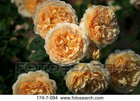 Picture - Outdoors, Up, Flower, Bloom, Yellow, Close-up, Garden. Fotosearch