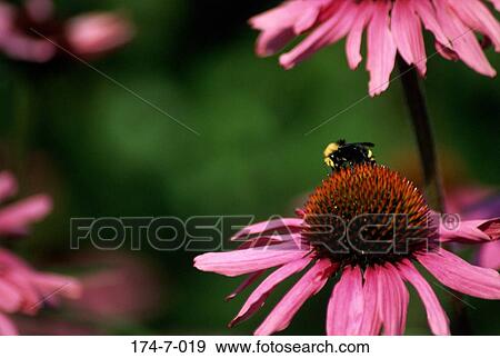 Pink, Bloom, Outdoors, Botanical, Blossom, Nature, Flowers View Large Photo Image Stock Photo - Pink, Bloom, Outdoors, Botanical, Blossom, Nature, Flowers. Fotosearch