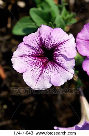 Stock Image - Single, Blossoming, Closeup, Flower, Purple, Flowers. Fotosearch