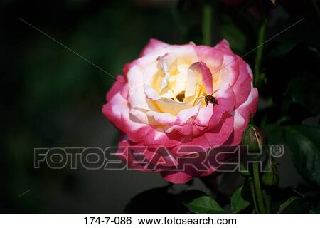 Single, Nature, Bloom, Fresh, Flower, Close-up, Outdoors View Large Photo Image Stock Photograph - Single, Nature, Bloom, Fresh, Flower, Close-up, Outdoors. Fotosearch