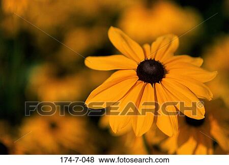 Single, Susan, Blossoming, Closeup, Flowers, Nature, Yellow View Large Photo Image Stock Photo - Single, Susan, Blossoming, Closeup, Flowers, Nature, Yellow. Fotosearch