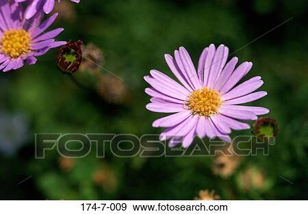 Single, Up, Floral, Close, Flower, Purple, Aster View Large Photo Image Stock Photo - Single, Up, Floral, Close, Flower, Purple, Aster. Fotosearch