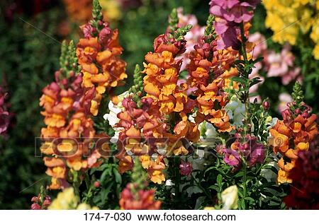 Snapdragon, Flower, Outdoors, Flowers, Blossoming, Perennial, Flowers View Large Photo Image Stock Image - Snapdragon, Flower, Outdoors, Flowers, Blossoming, Perennial, Flowers. Fotosearch