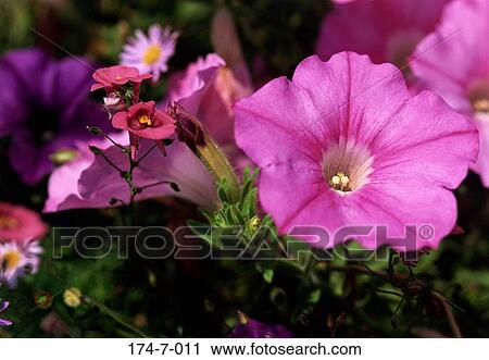 Stock Image - Spring, Blossoming, Blossom, Close, Outdoors, Blooming, Flower. Fotosearch