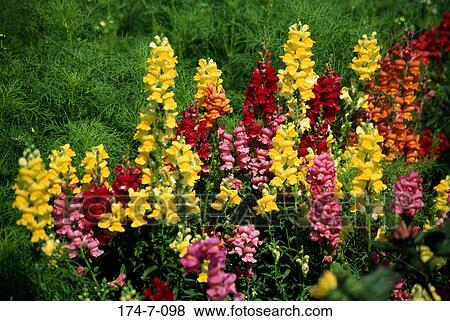 , Spring, Blossoming, Garden, Nature, Perennial, Fresh View Large Photo Image Stock Photo - , Spring, Blossoming, Garden, Nature, Perennial, Fresh. Fotosearch